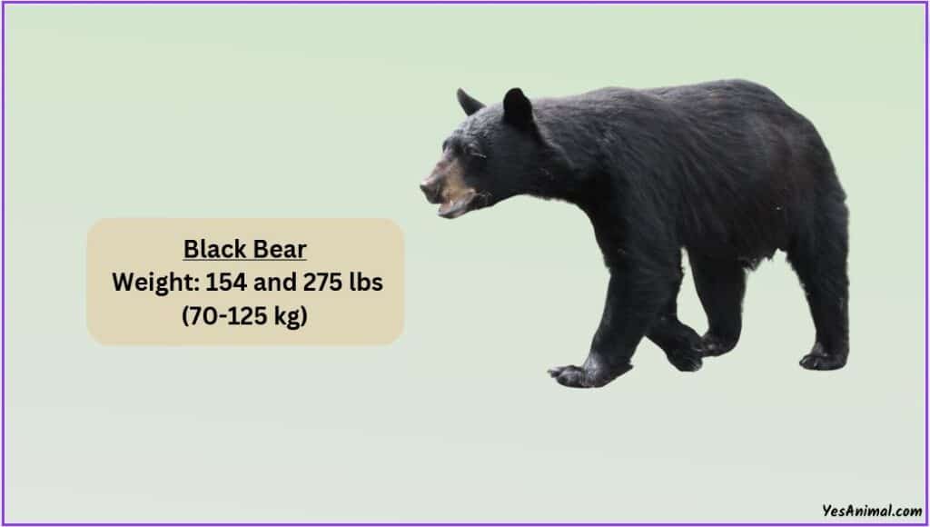 Black Bear Weight