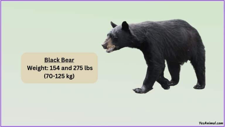 Black Bear Weight: How Heavy Are They? With Comparison