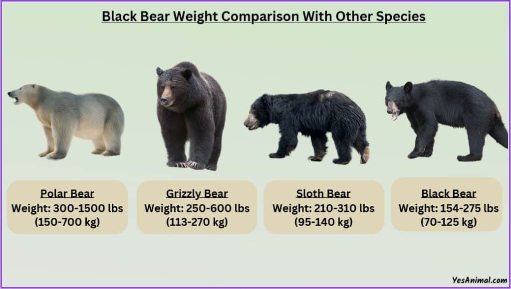 Black Bear Weight compared with other bears