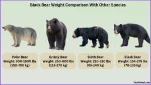 Black Bear Weight Explained & Compared With Others