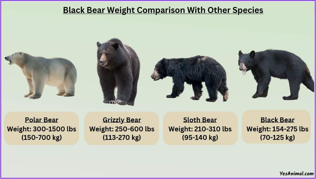 Black Bear Weight Comparison 