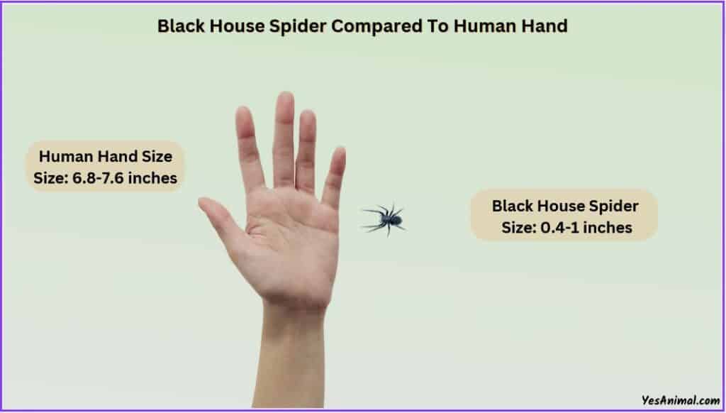 Black House Spider Size compared to human hand