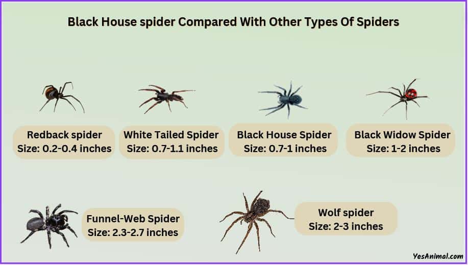 Black House Spider Size compared with other spiders