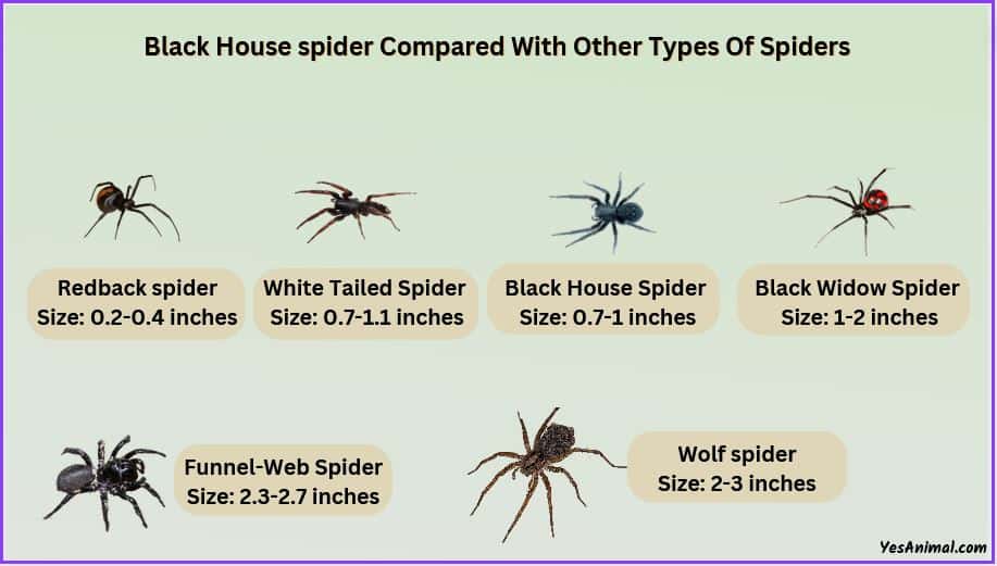 black house spider COMPARED to other spider