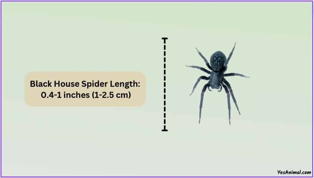 Black House Spider Size