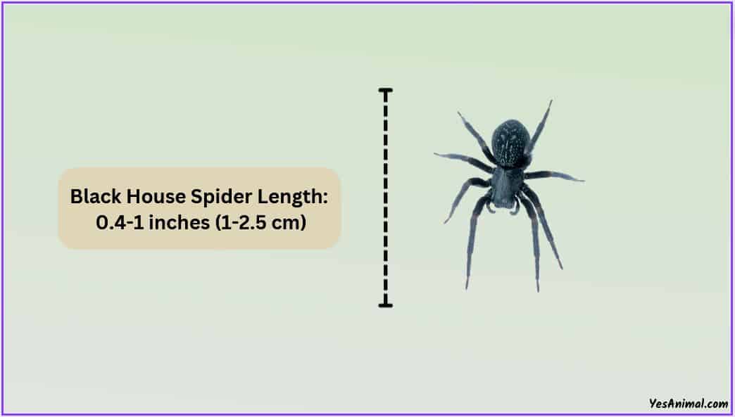 black-house-spider-size-explained-comparison-with-spiders