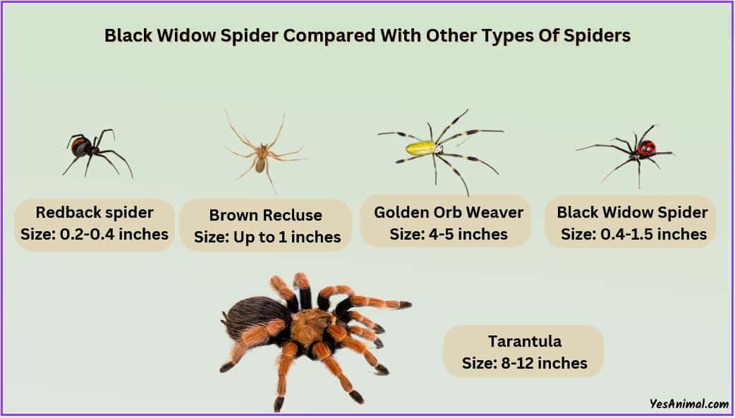 Black Widow Spider Size Explained & Comparison With Others