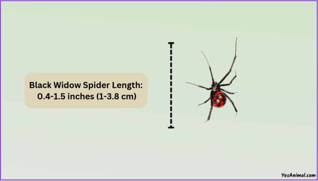 Black Widow Spider Size
