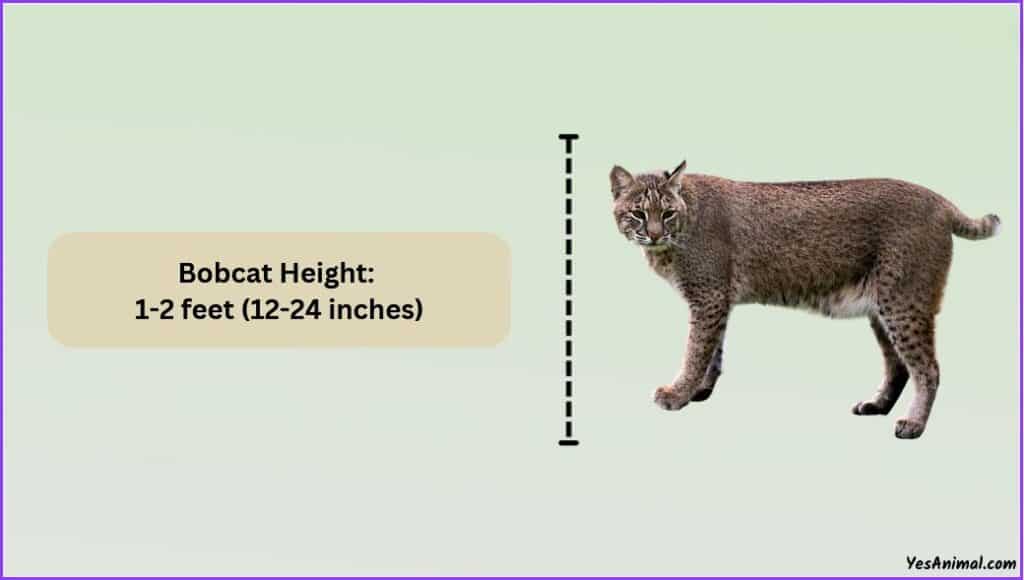 Bobcat Size