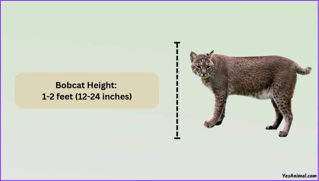 Bobcat Size Explained: How Does It Compare With Other Breed?