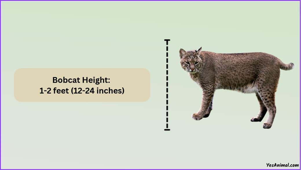 Bobcat Size Explained: How Does It Compare With Other Breed?