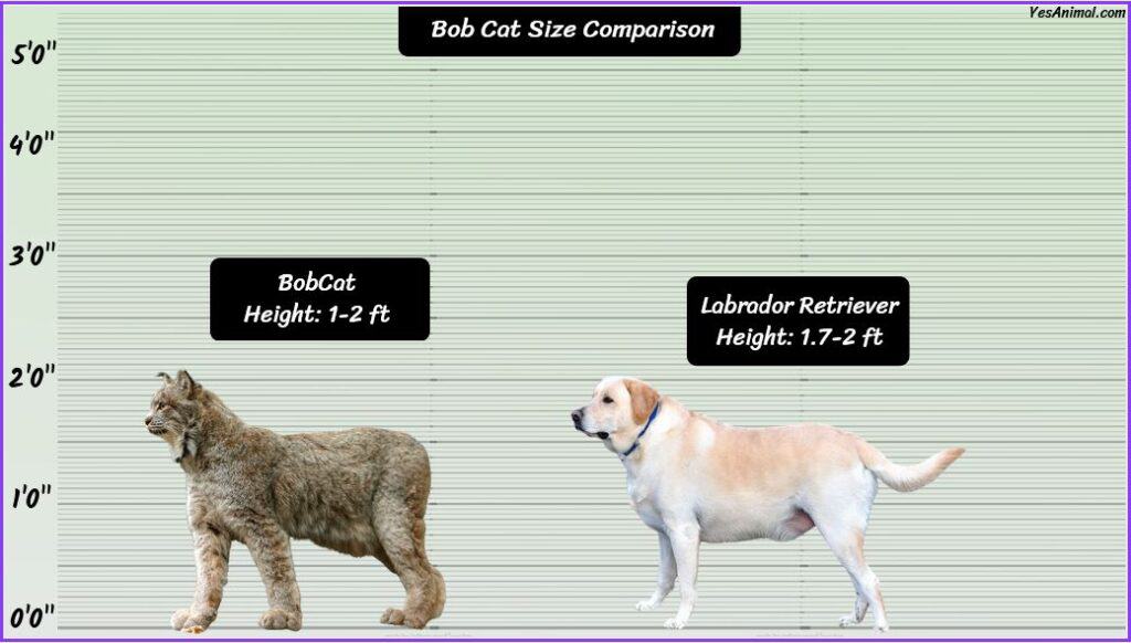 Bobcat Size compared with dog