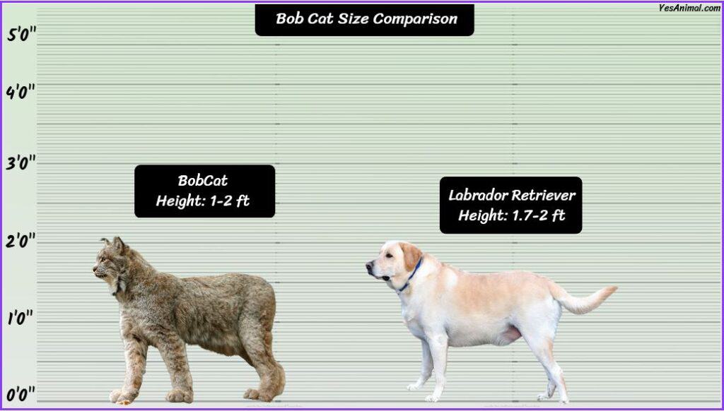 Bobcat Size Explained: How Does It Compare With Other Breed?