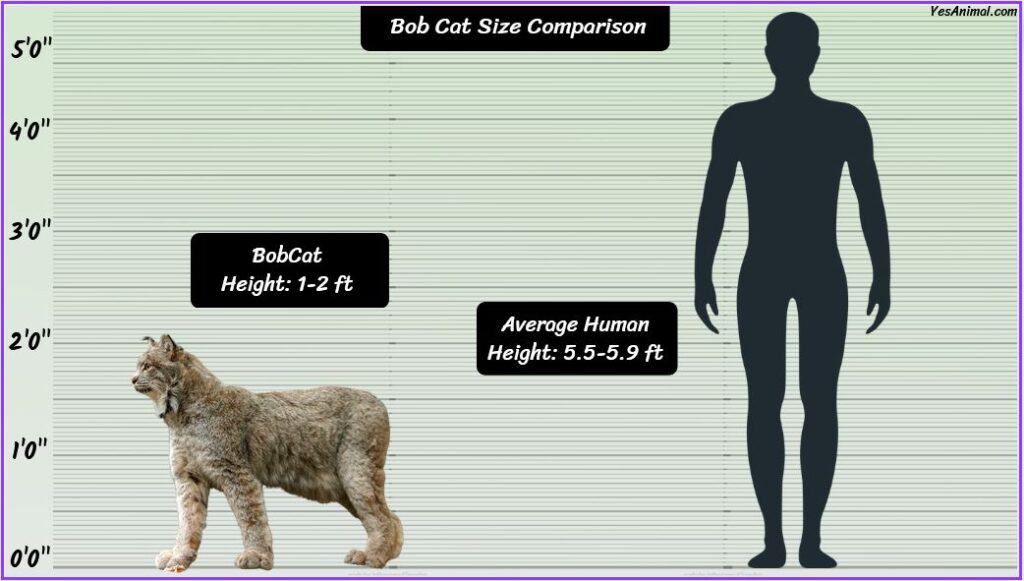 Bobcat Size compared with human being