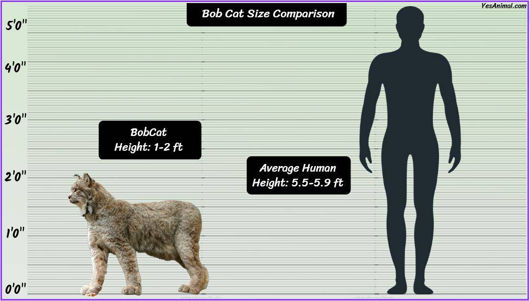 Bobcat Size Explained: How Does It Compare With Other Breed?