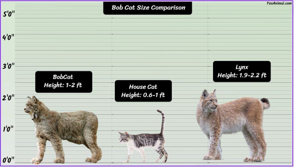 Bobcat Size compared with lynx and house cat