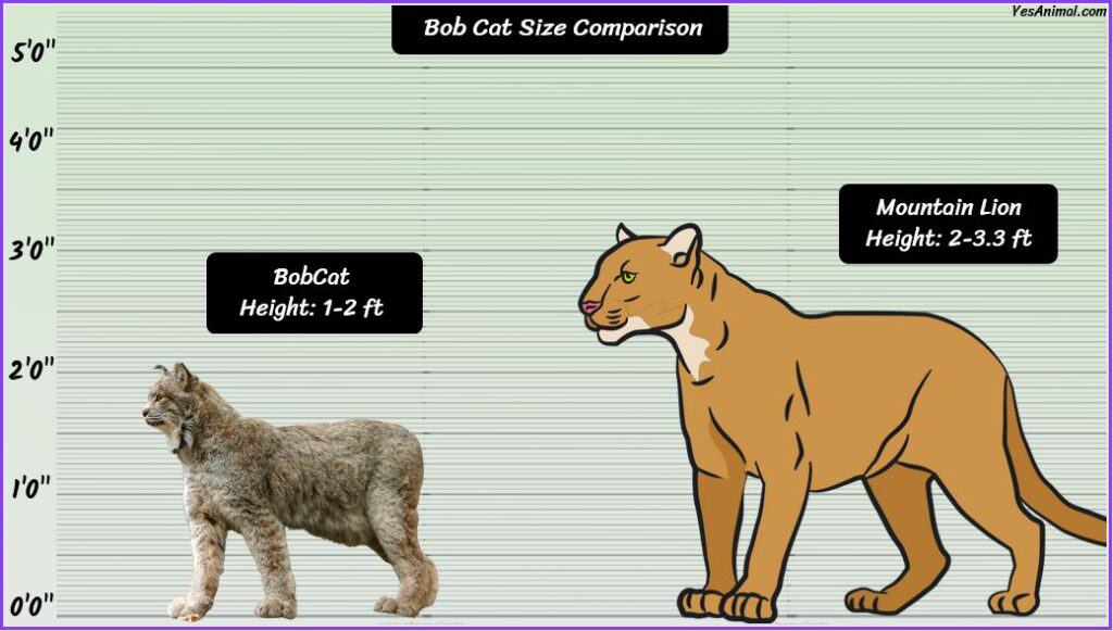 Bobcat Size compared with mountain lion