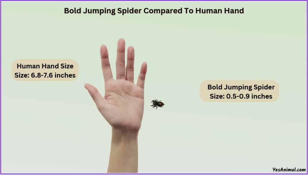 Bold Jumping Spider Size compared with human hand