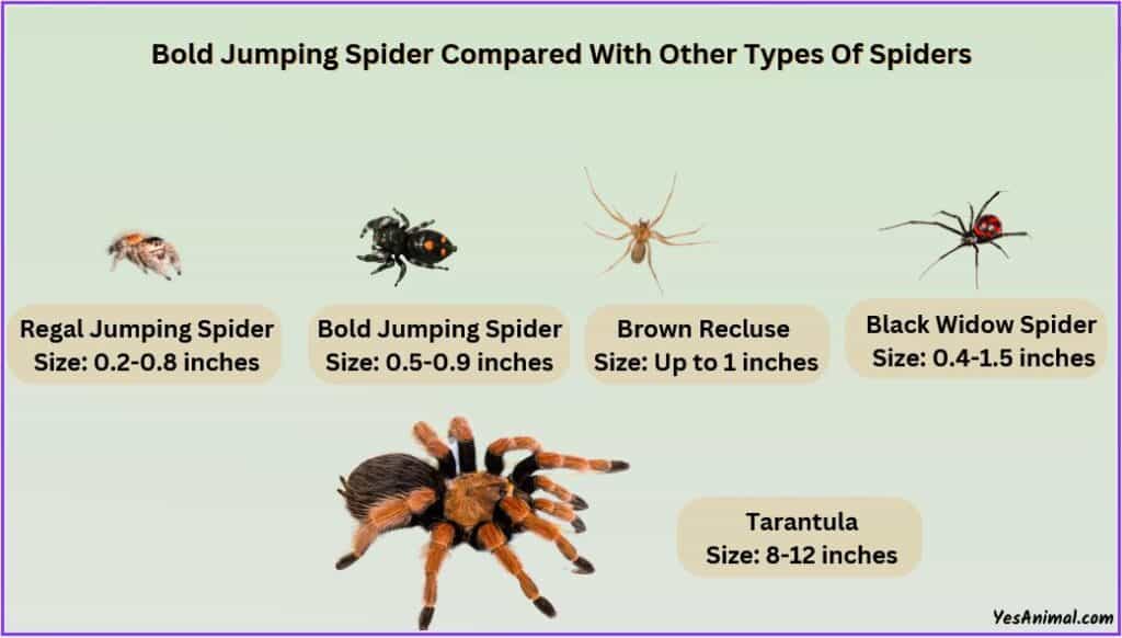 Bold Jumping Spider Size compared with other spiders
