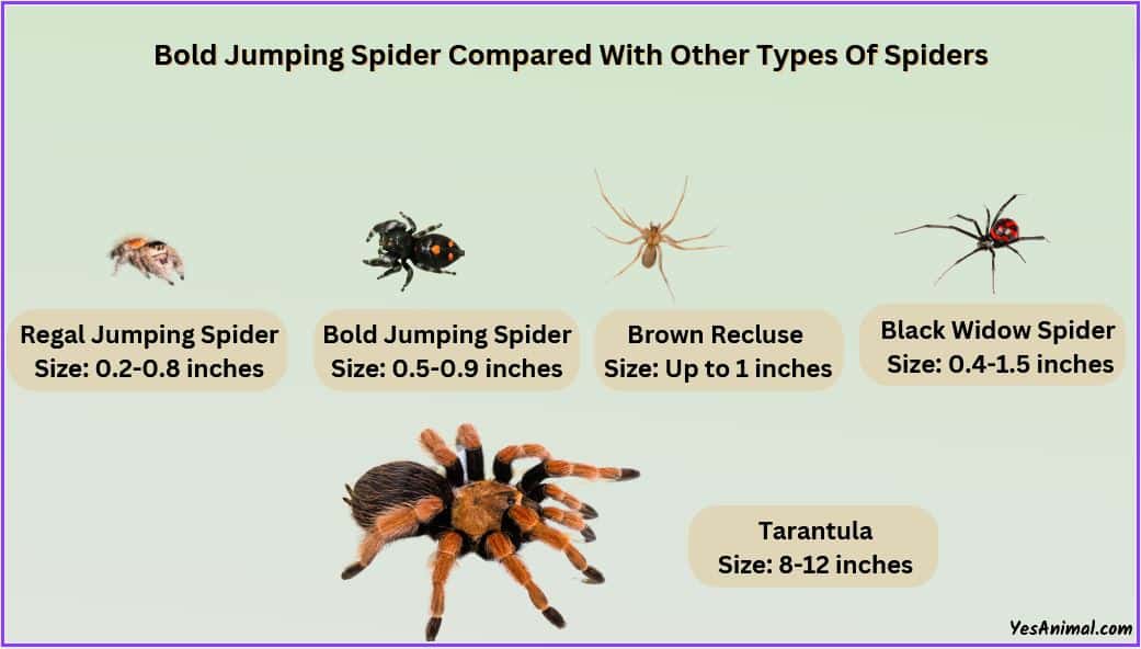 Bold Jumping Spider Size Explained & Comparison With Others