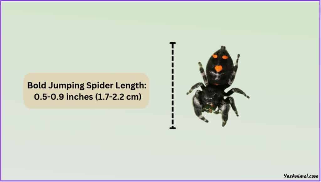 Bold Jumping Spider Size