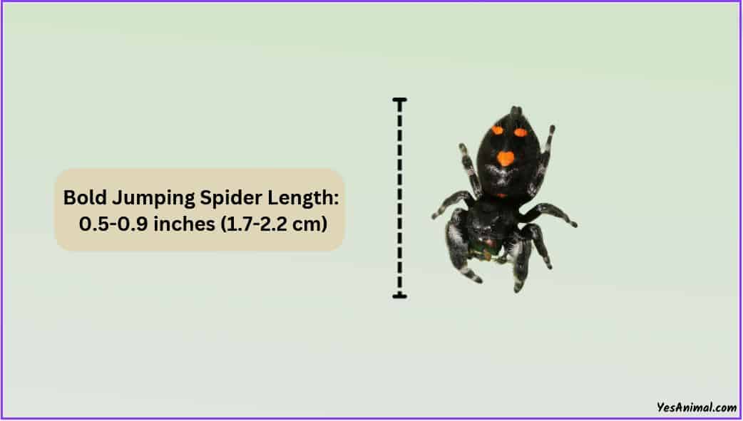 Bold Jumping Spider Size Explained & Comparison With Others