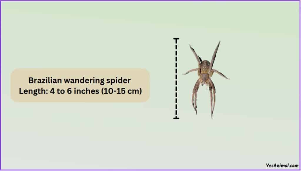 Brazilian Wandering Spider Size
