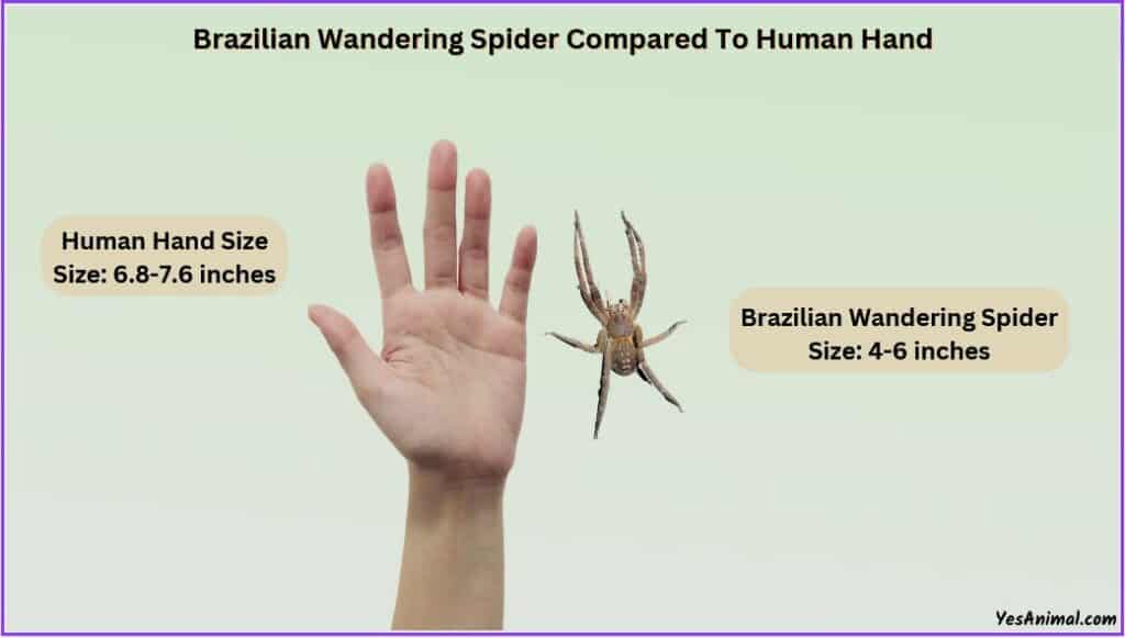 Brazilian Wandering Spider Size compared with human hand