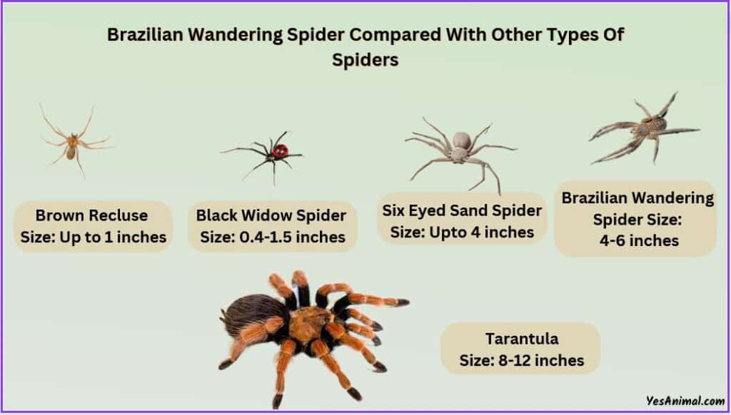 Brazilian Wandering Spider Size compared with other spiders