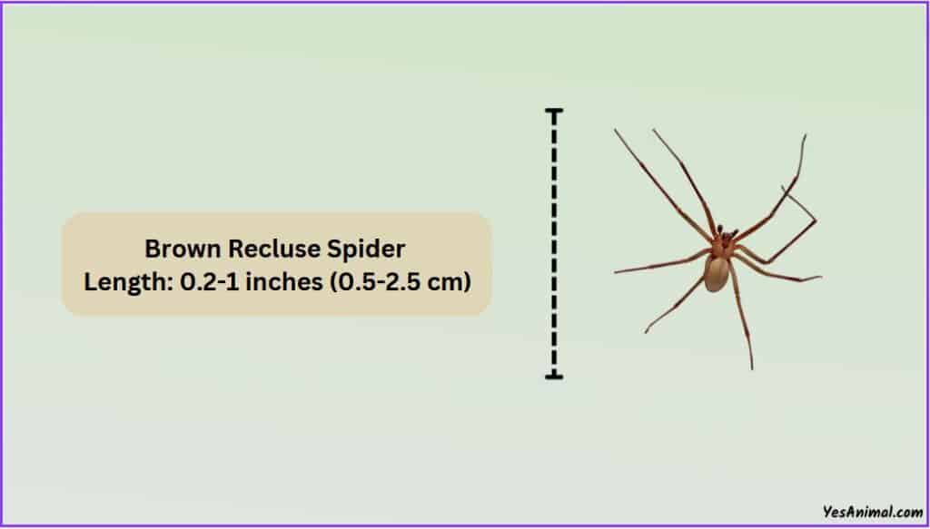 Brown Recluse Spider Size