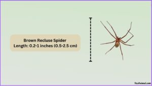 Brown Recluse Spider Size Explained & Compared With Others