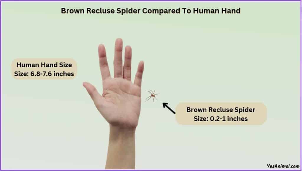 Brown Recluse Spider Size compared with human hand