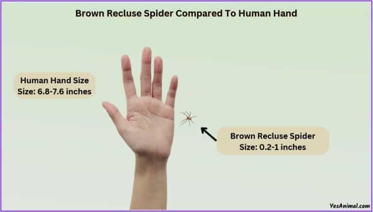 Brown Recluse Spider Size Explained & Compared With Others