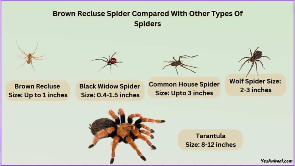 Brown Recluse Spider Size compared with other spiders