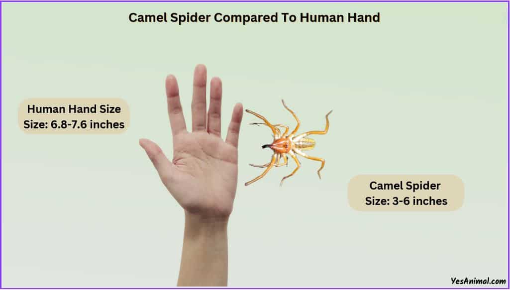 Camel Spider Size compared with human hand
