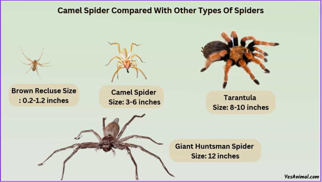 Camel Spider Size compared with other spiders