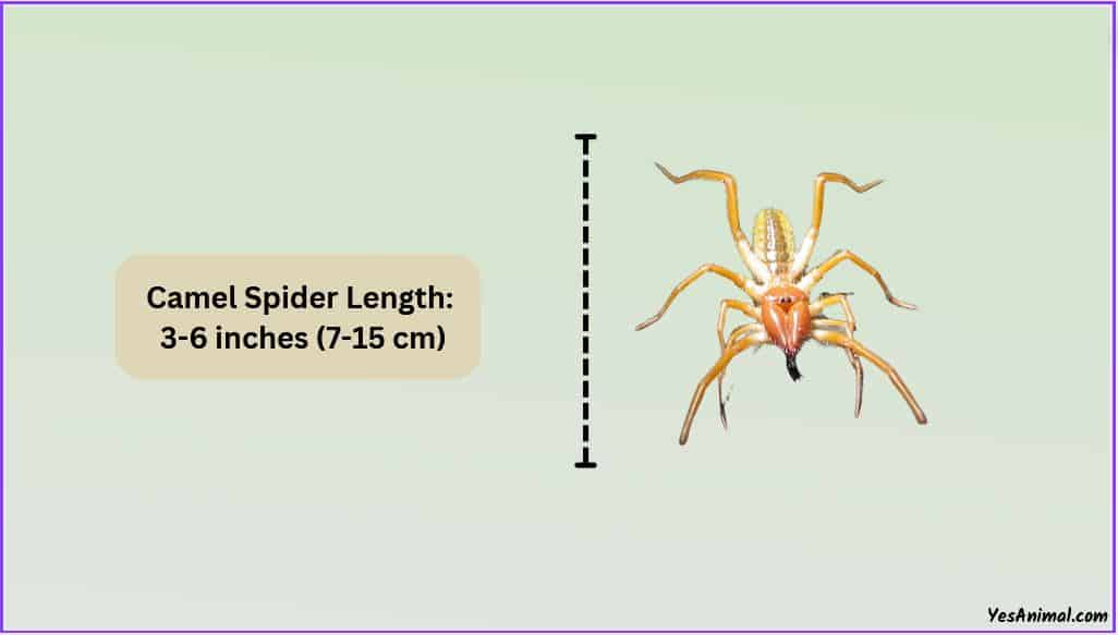 Camel Spider Size Explained & Compared With Other Spiders