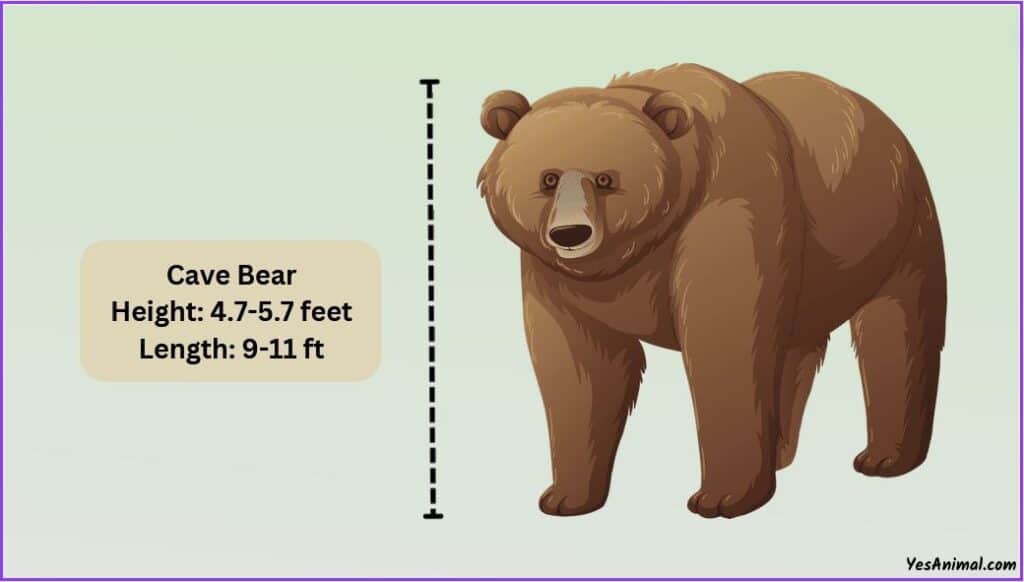 Cave Bear Size