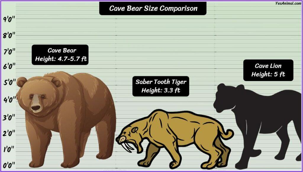 Cave Bear Size compared with sabre tooth tiger and cave lion