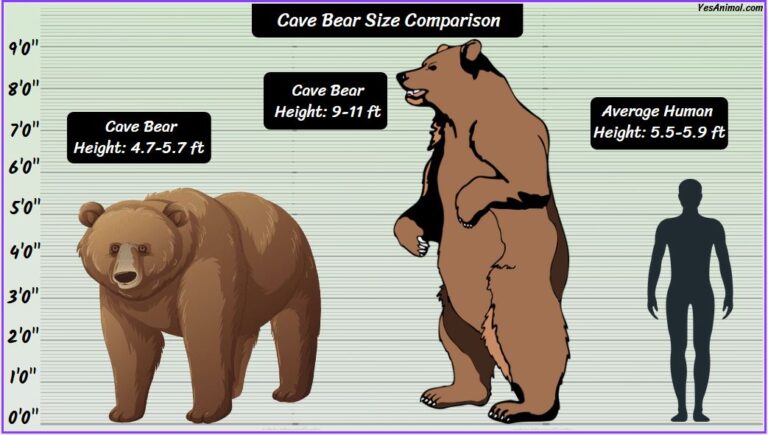 Cave Bear Size: How Big Were They? Compared With Others