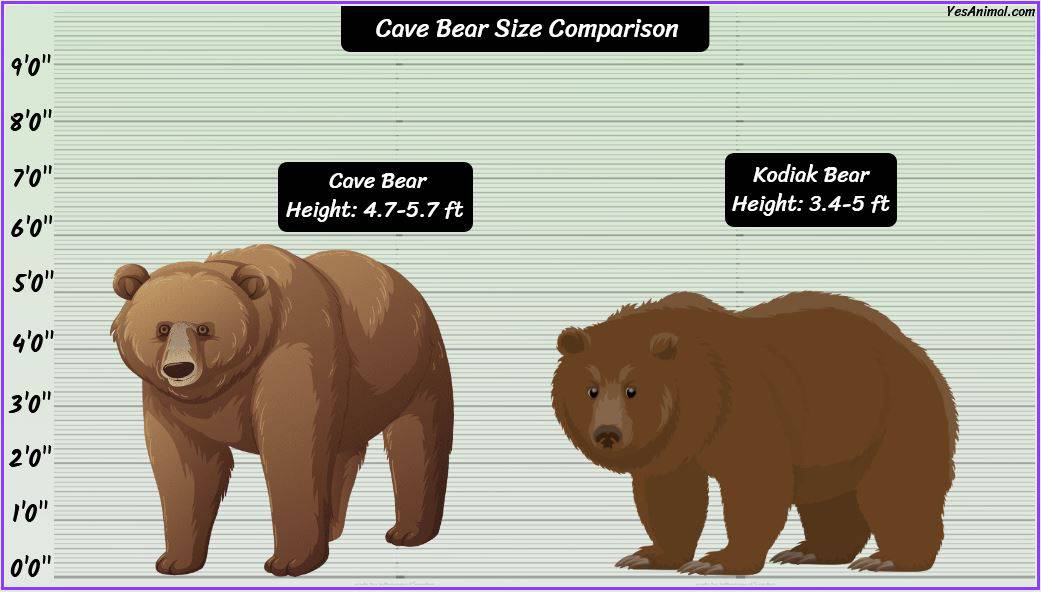 Cave Bear Size: How Big Were They? Compared With Others