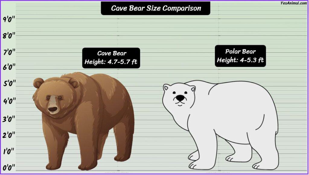 Cave Bear Size compared with polar bear