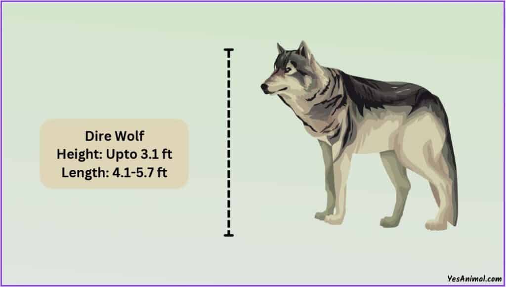 Dire Wolf Size