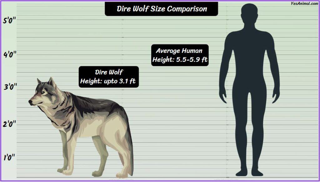 Dire Wolf Size compared with human