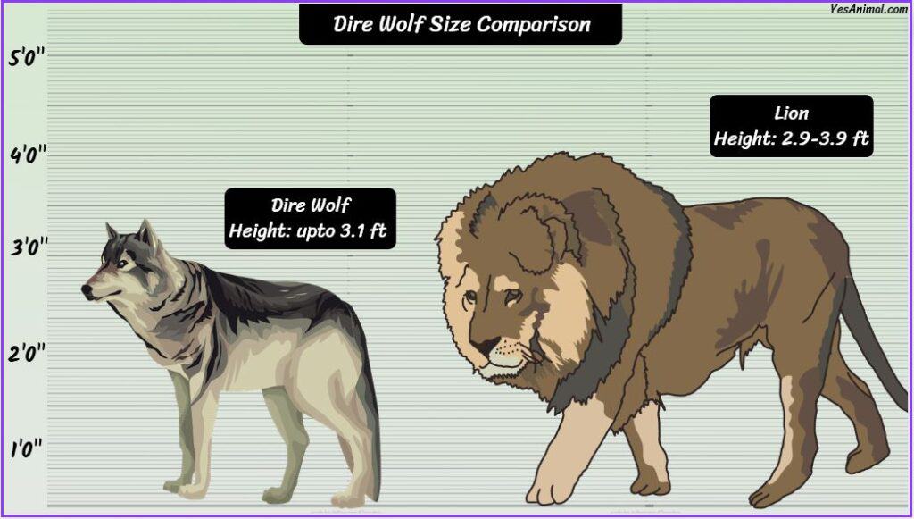 Dire Wolf Size compared with lion