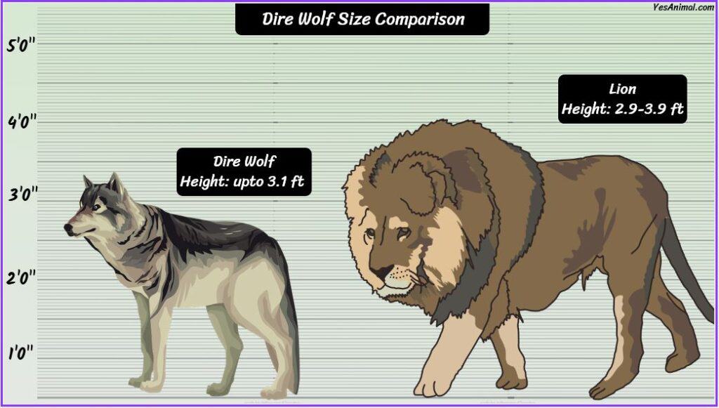 dire wolf size compared with lion