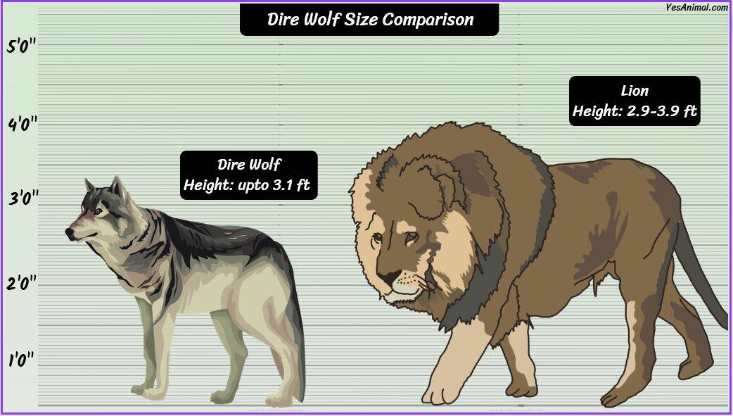 Dire Wolf Size: How Big Are They Compared To Others?