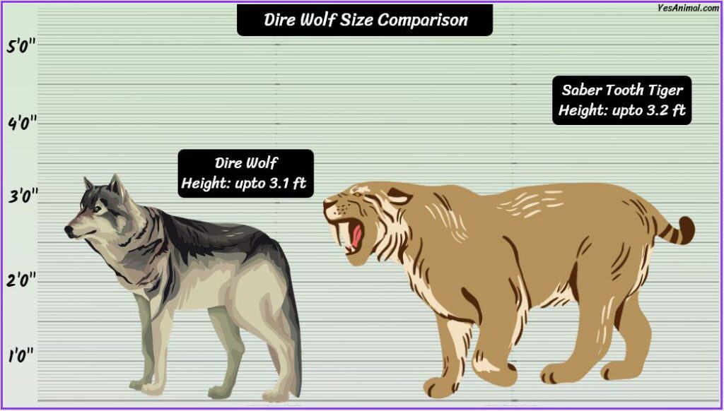 Dire Wolf Size compared with saber tooth tiger