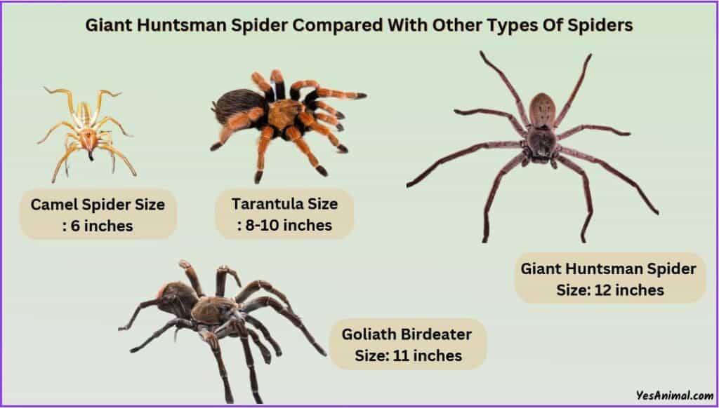 Giant Huntsman Spider Size compared with other types of spiders