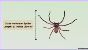 Giant Huntsman Spider Size: Compared With Other Spiders